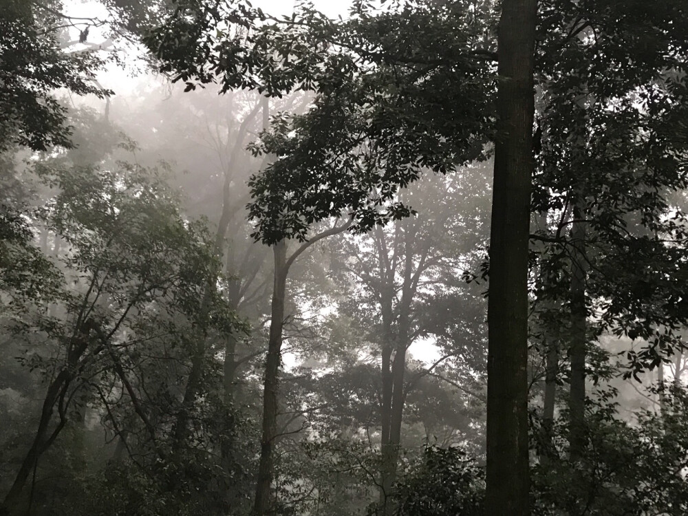 都江堰 青城山 自己用手机拍的 非专业 很渣 别喷