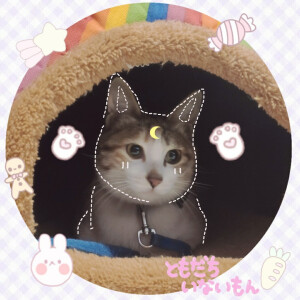 猫