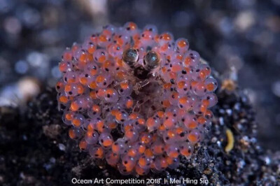 海洋生物