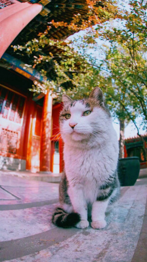 猫咪壁纸