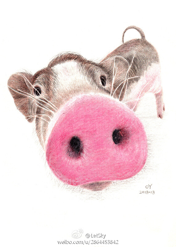 彩铅画 猪
