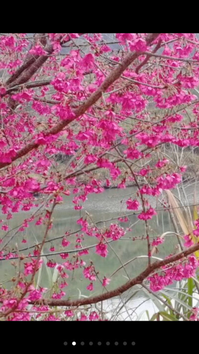 恭祝大家：新年快乐！猪年吉祥！猪事顺利！红红火火！过个猪福年！
