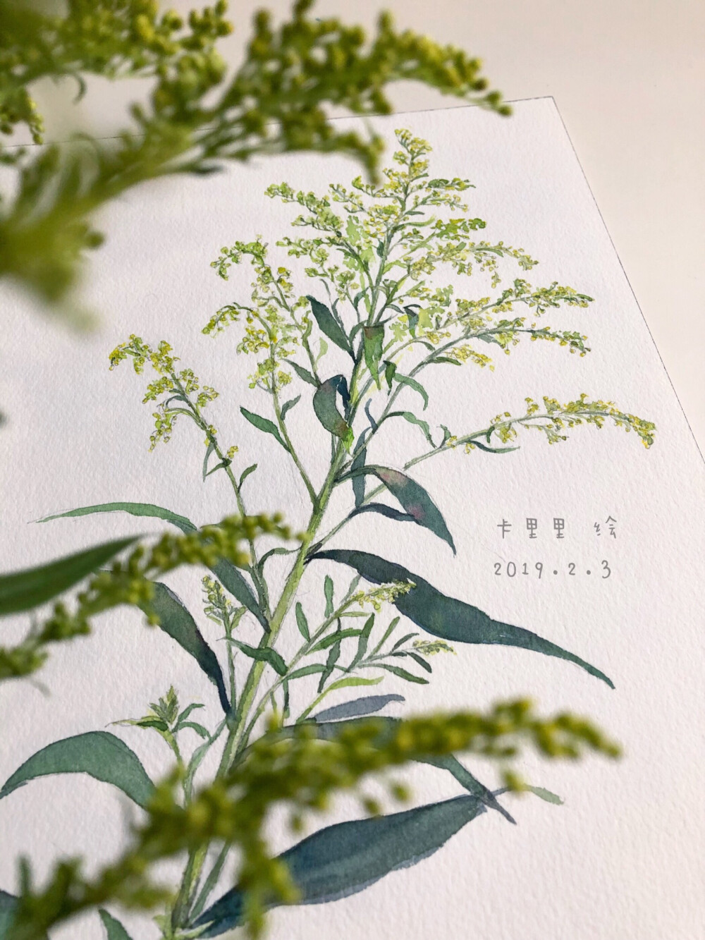 植物手绘