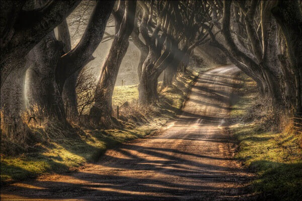 黑暗树篱(The Dark Hedges)：是北爱尔兰最美树隧道，同时也是世界上10条最美树隧道之一。是18世纪时种下的150棵山毛榉距今已有三百年的历史，层层叠叠，互相交织