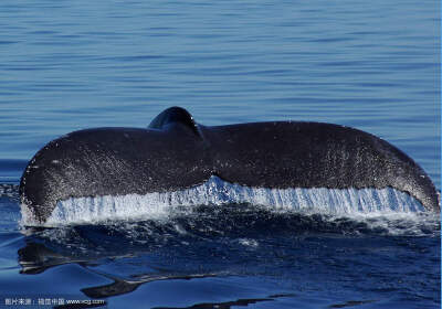 【小沐的精选集】致我最爱的鲸〈WHALEs〉～