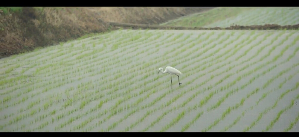 小森林