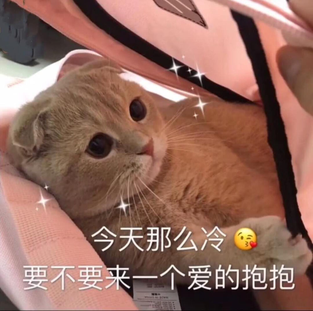 猫咪表情包嘻嘻 我也想上个推荐呀呀呀