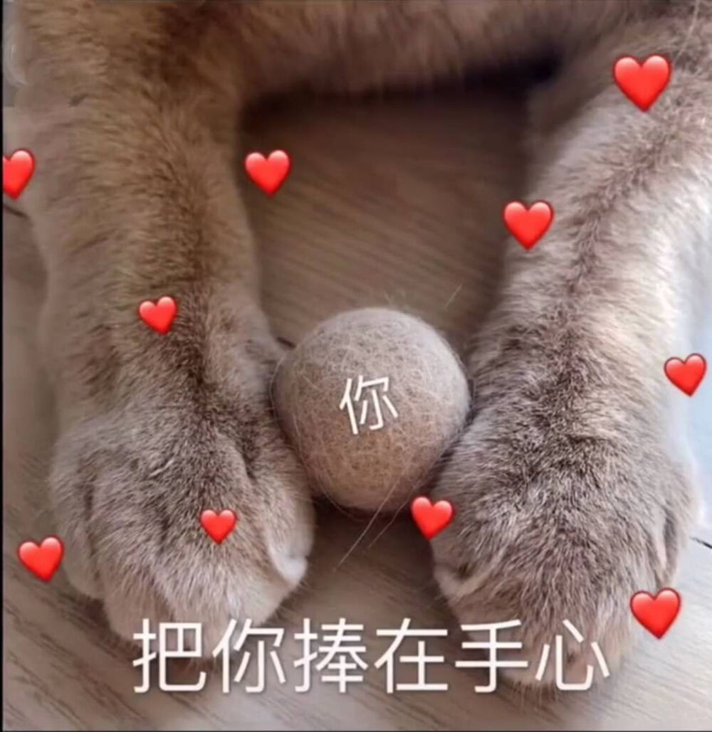 猫咪表情包太可爱了吧 我也想上推荐呀呀呀