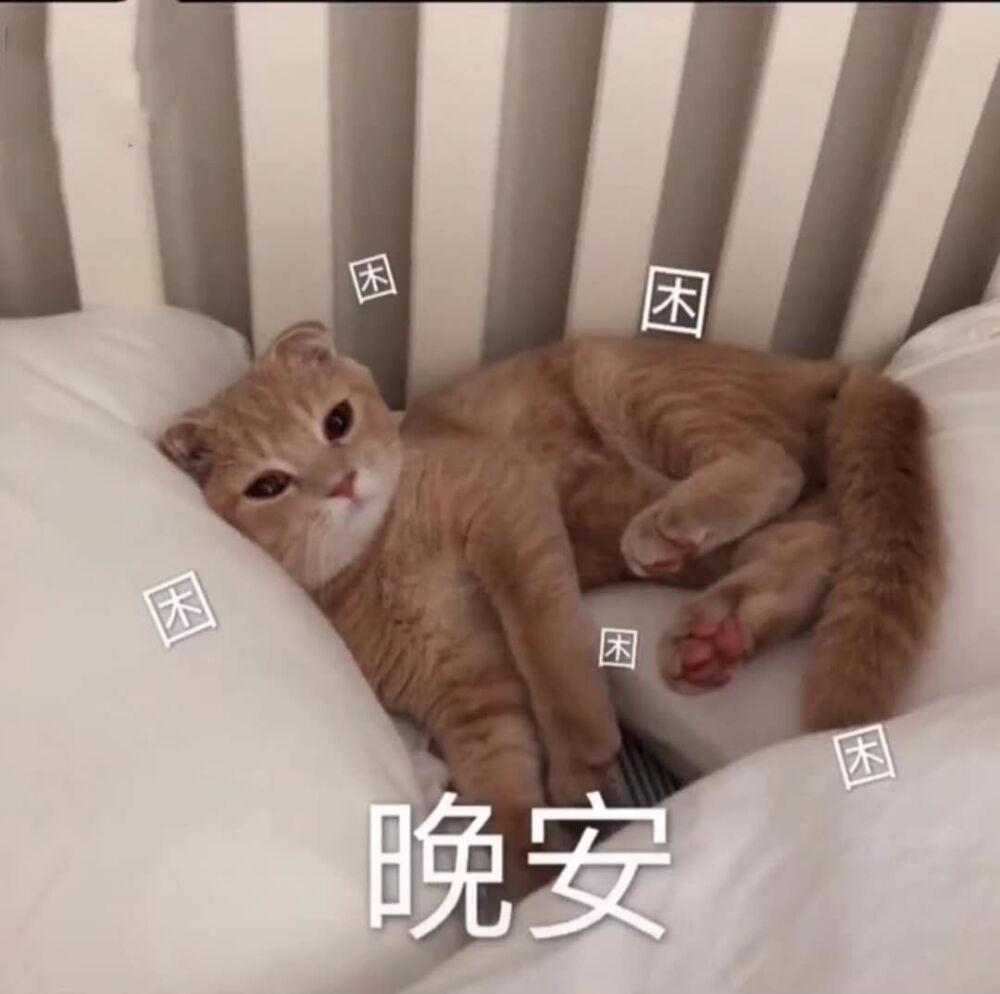 猫咪表情包太可爱了吧 我也想上推荐呀呀呀