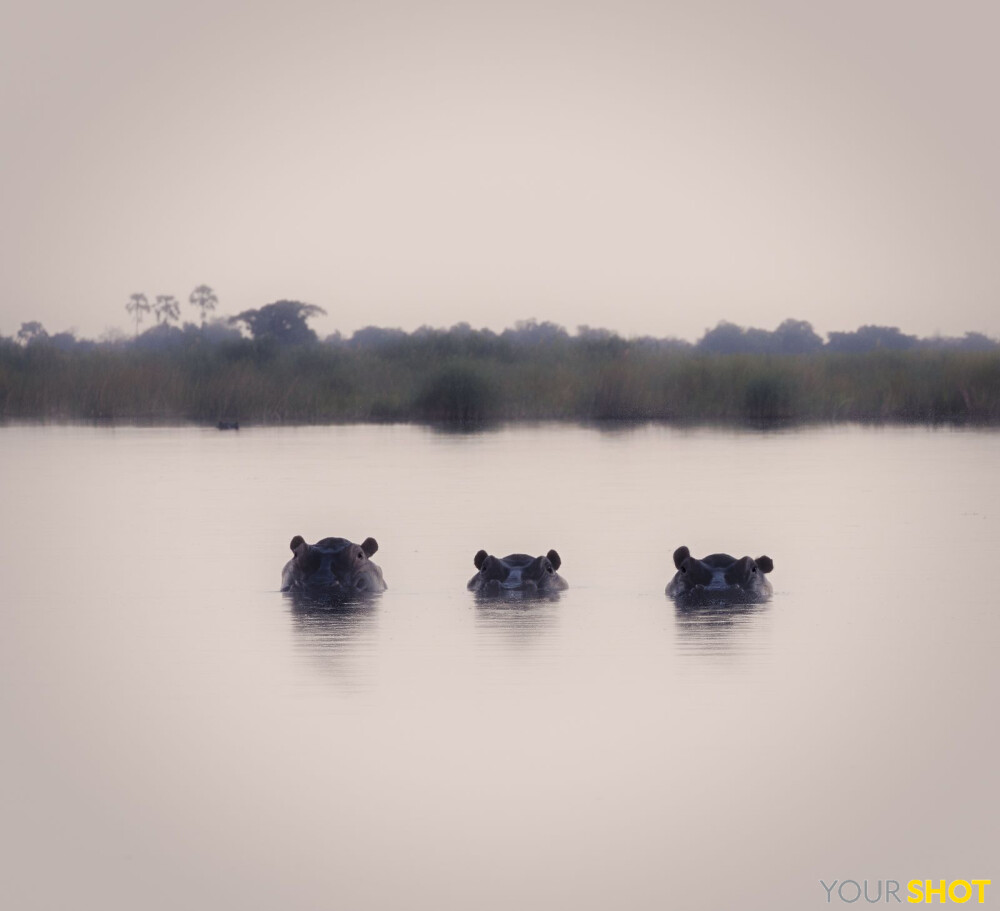 河河河马
三只河马正在博茨瓦纳的一个湖里暗中观察。你来掌镜摄影师Hellen Lisa Barbara回忆道，“他们对我毫无兴趣。只要我保持距离，不打扰他们的空间，我就很安全。但是我必须承认，这次偶遇的距离太近了，让我觉得不太舒服，因为我非常害怕河马。”摄影：Hellen Lisa Barbara