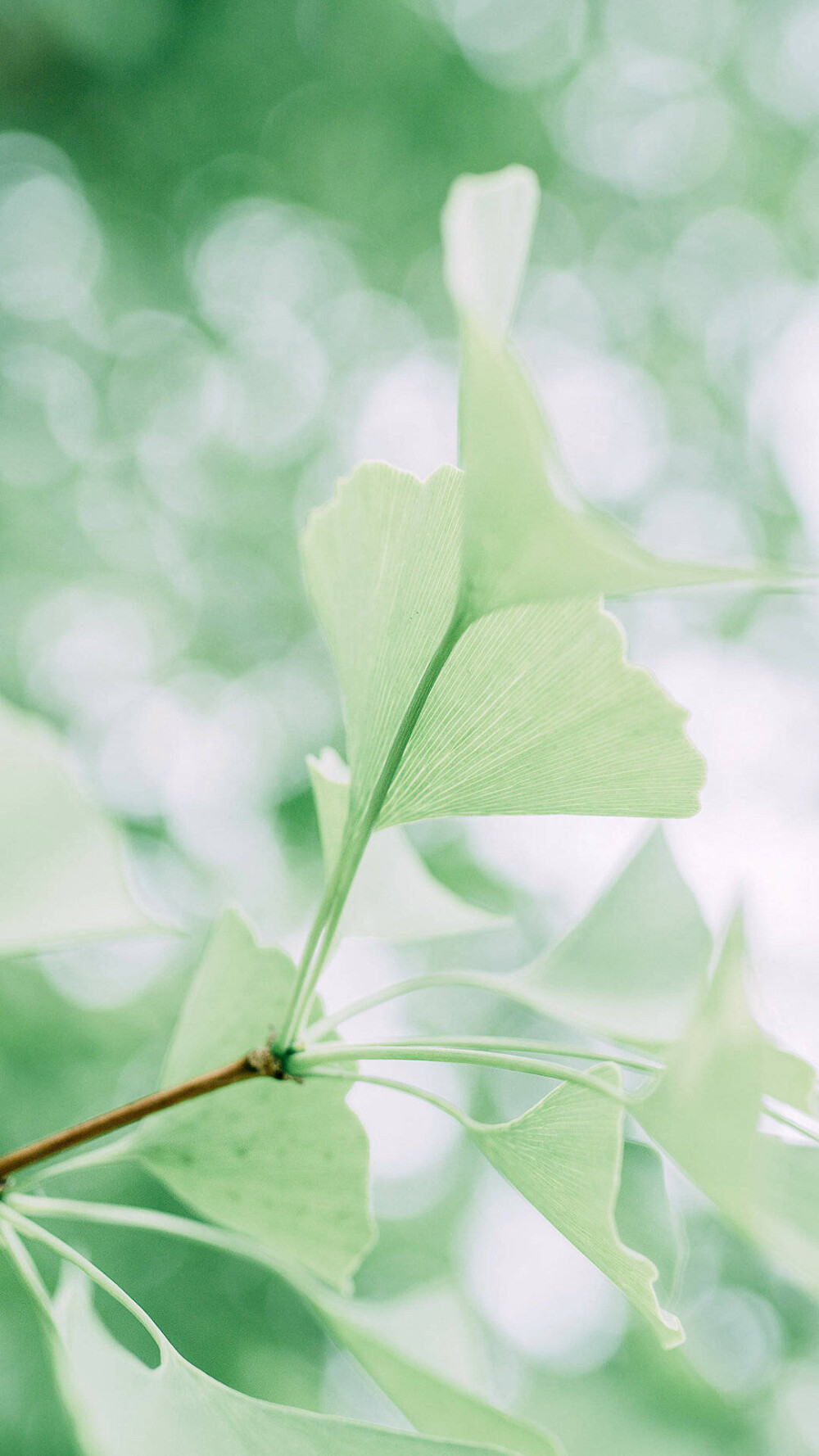 花 小清新