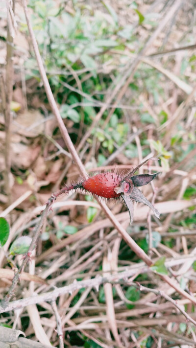 2019.02.05
大年初一