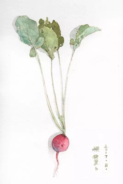 花卉 植物 水彩 手帐素材 插画 手绘 彩绘 头像 壁纸
微博：木壳人