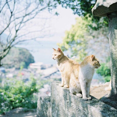 清新 学院 青春 唯美 夏天 那些年 记忆♡