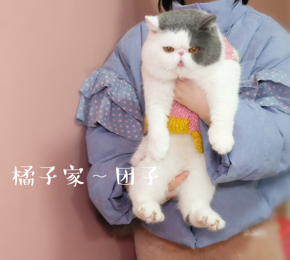 团酱～～～
橘子家加菲猫
萌宠
加菲猫
异国短毛猫
橘子家vx：Q-ling21
微博：橘子家扁脸猫