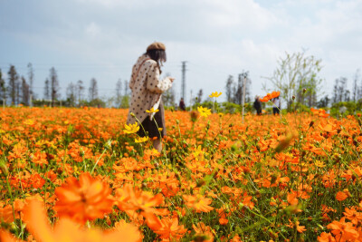 花海-硫华菊