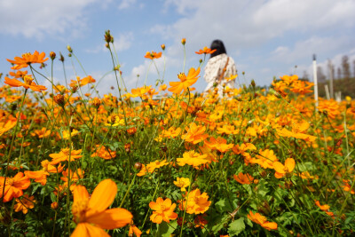 花海-硫华菊