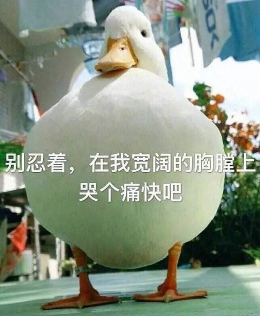 表情包