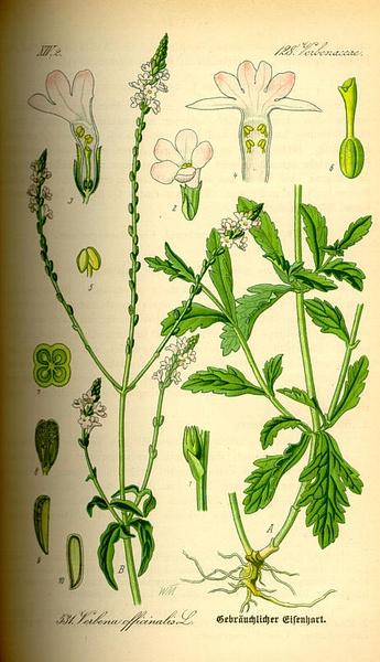 Verbena officinalis 马鞭草科 马鞭草属 马鞭草