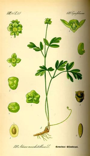 五福花010.Adoxa moschatellina