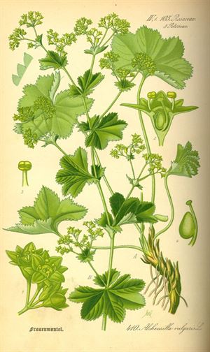 斗篷草020.Alchemilla vulgaris