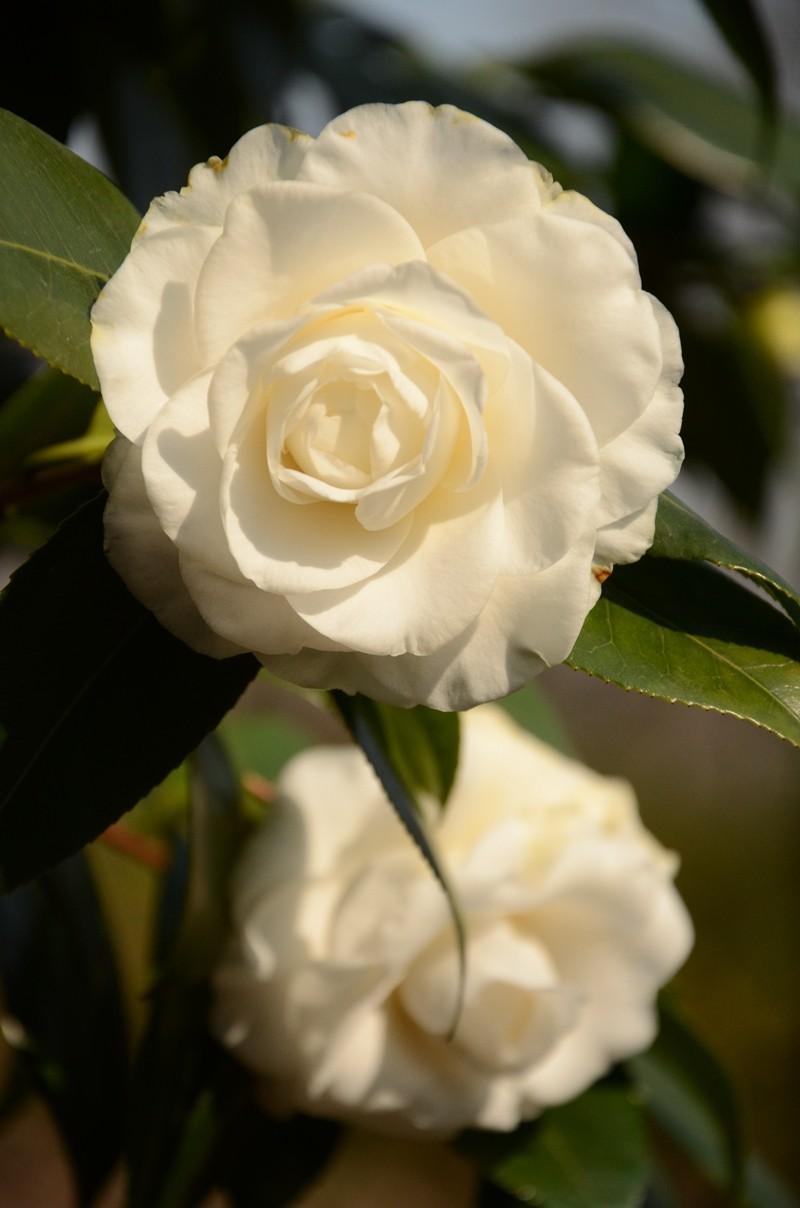 "雪裹开花到春晚，世间耐久孰如君？"山茶花开花于冬春之际。“茶花一树早桃红，百朵彤云啸傲中”山茶花