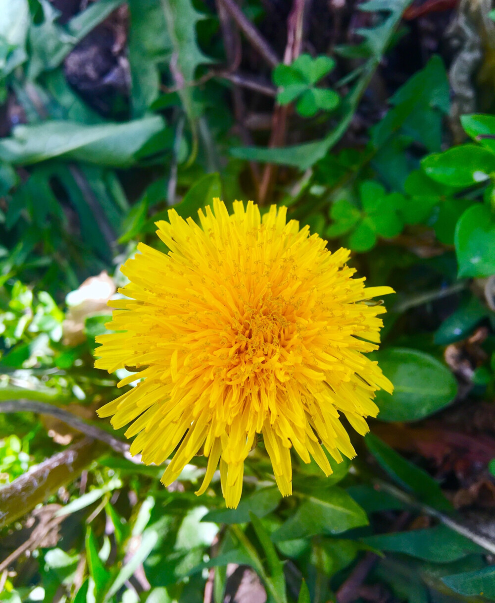 日常拍摄花花草草