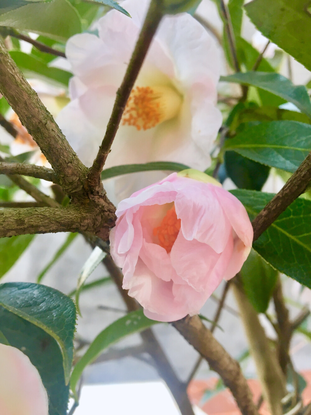 日常拍摄花花草草