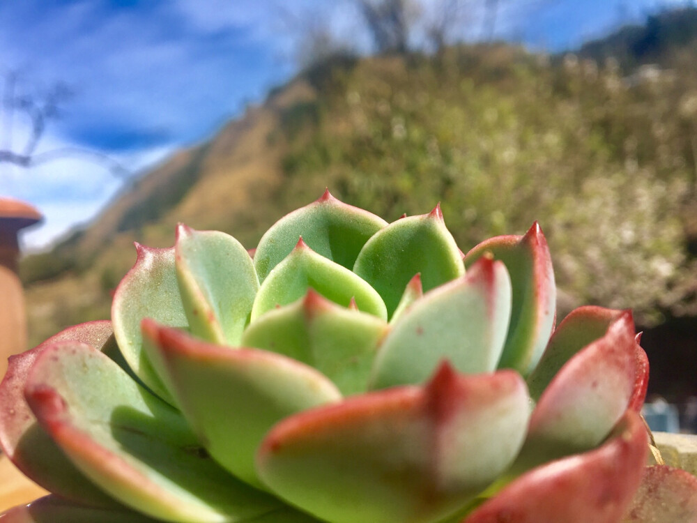 日常拍摄花花草草