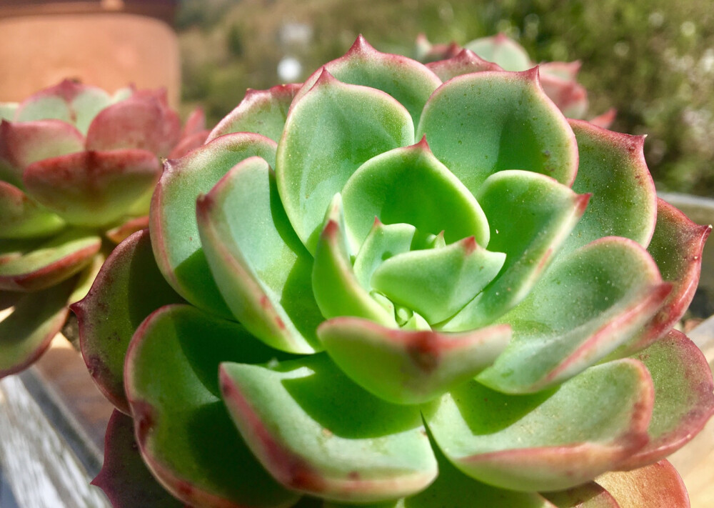 日常拍摄花花草草