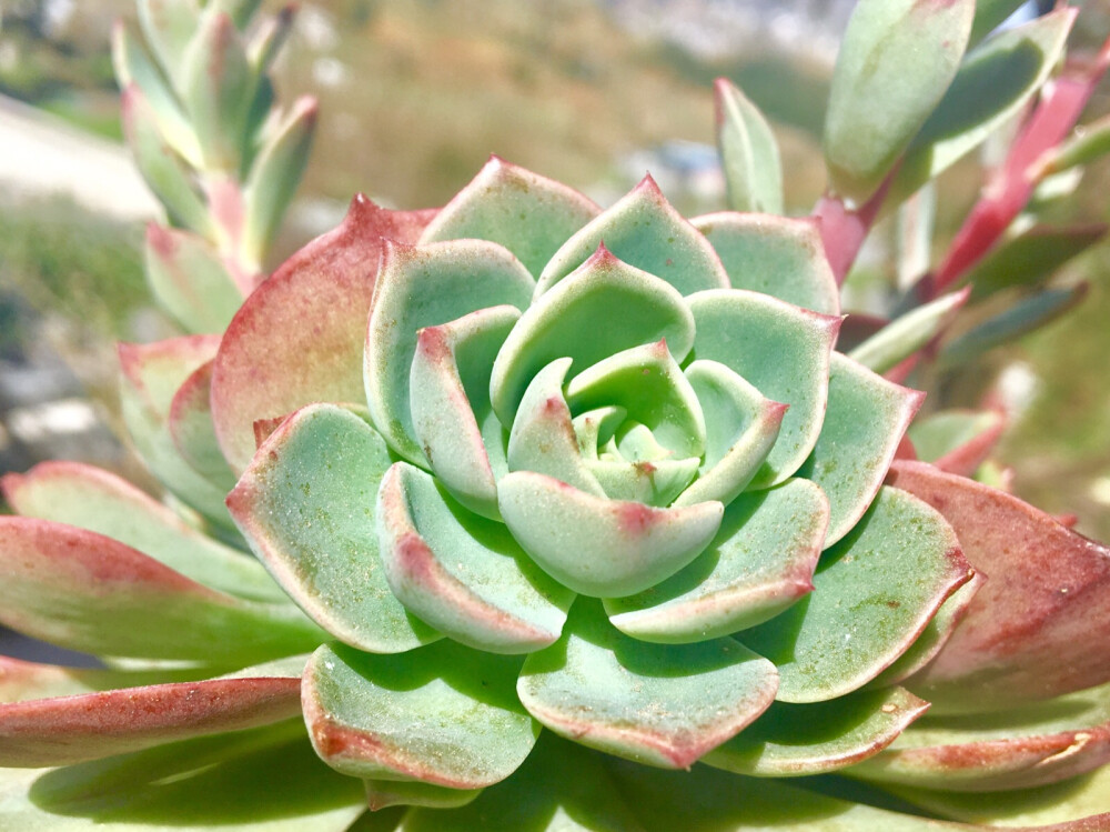 日常拍摄花花草草