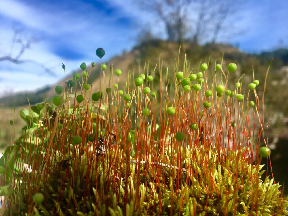 苔藓