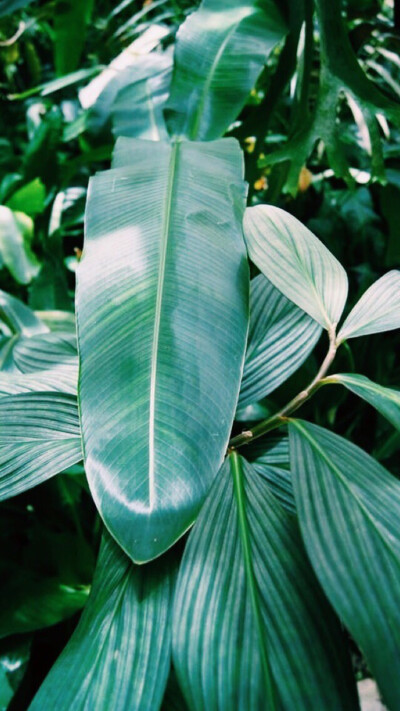 壁纸 背景图 绿色 护眼 叶子