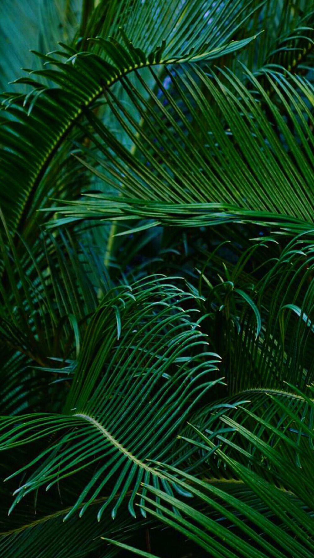 壁纸 背景图 绿色 护眼 叶子