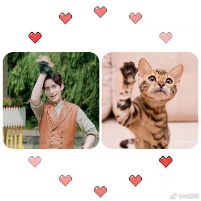 朱一龙和猫真的一毛一样，