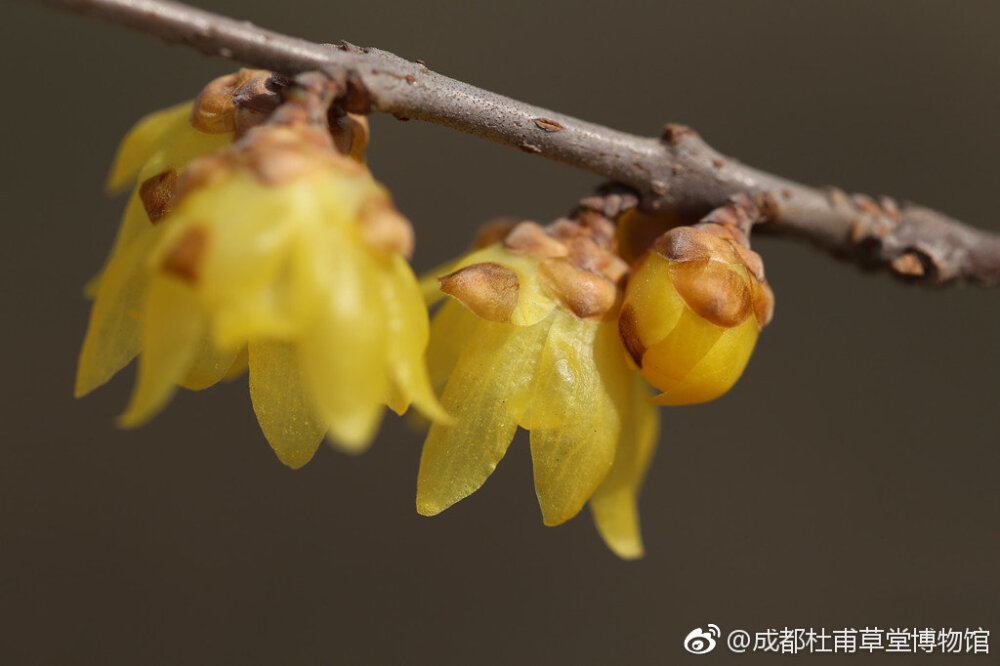 磬口梅，蜡梅品种之一。“磬口半含仍索笑，檀心通体自生春。”磬口梅花瓣较圆，色深黄，心紫色，香气浓，因其花心紫色，又称“檀香梅”。 ​