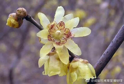 金钟梅，蜡梅品种之一。花大黄色，重瓣，香气浓，因其花开形似金钟而得名。 ​