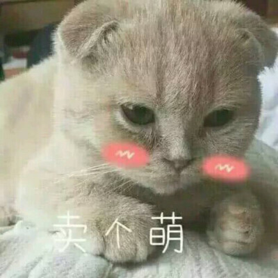 猫儿系列