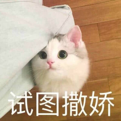 猫儿系列