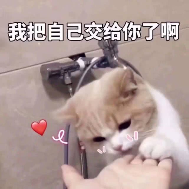 猫儿系列