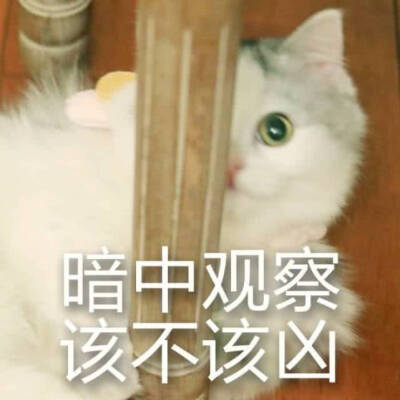 猫儿系列