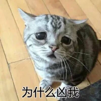 猫儿系列