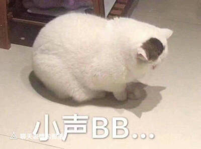 猫儿系列