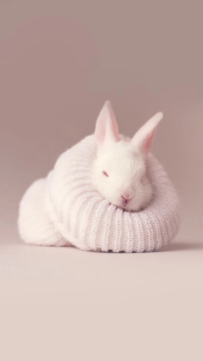 手机壁纸 萌兔兔