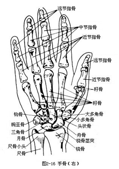 素描 速写 手部 手指 手掌 