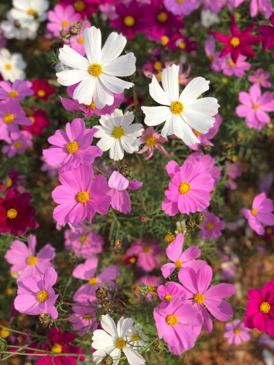 格桑花
