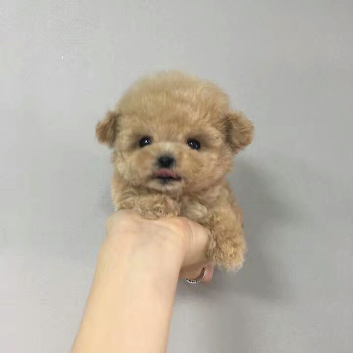 壁纸 头像 背景