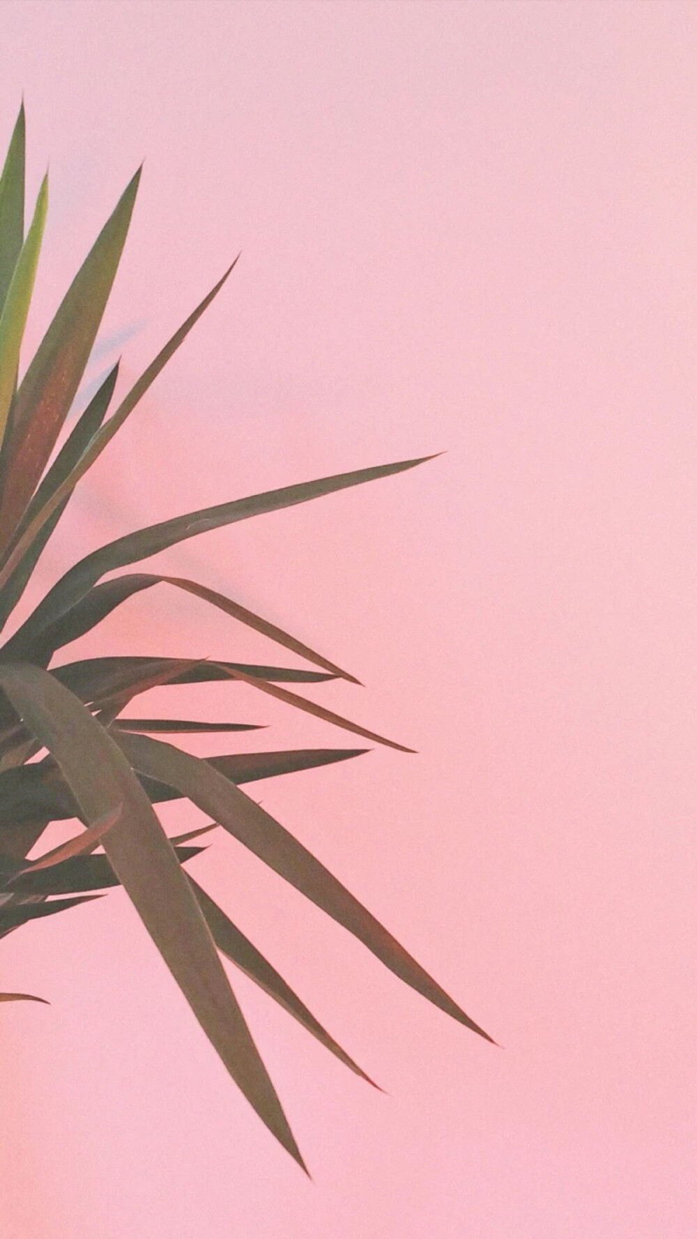 少女心 壁纸 背景图