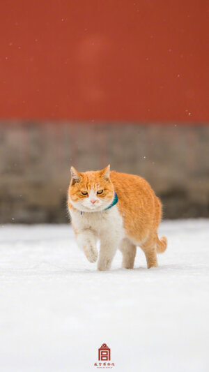 紫禁城【己亥•初雪•生灵】“己亥正月初雪日，皑皑寒光不见梅。橘猫凑趣足印踏，傲然此花略显肥” 照片取自@故宫博物院