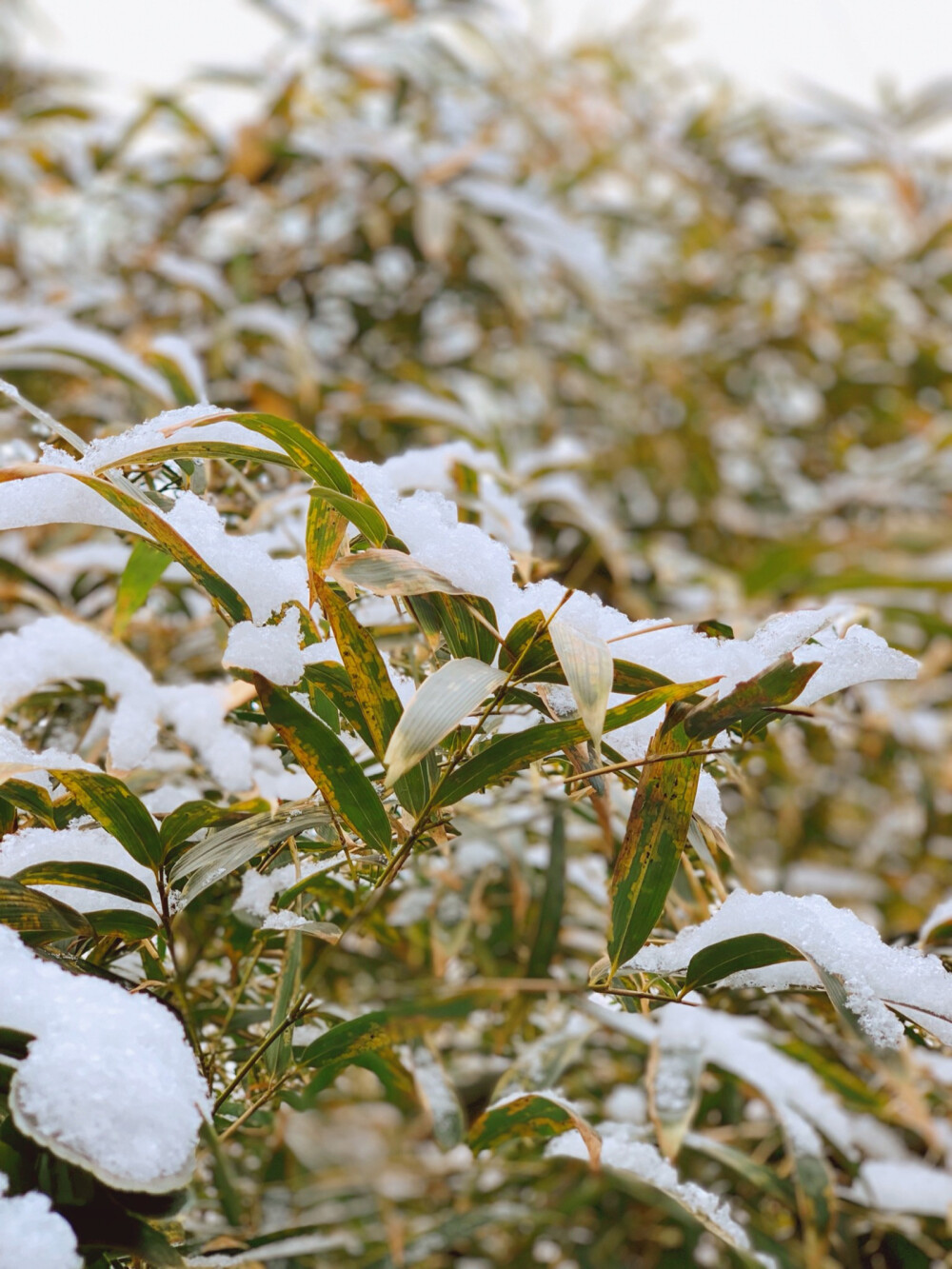 北京下雪了，闺蜜陪我去故宫门口喝咖啡